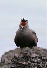 Brown Noddy